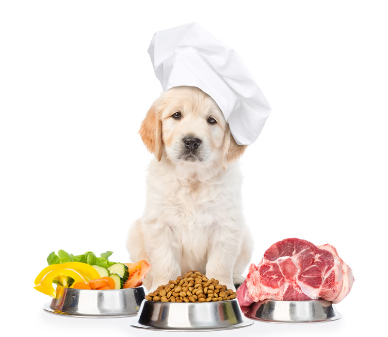 Ingredients To Boost The Taste Of Your Beloved Pets Food For Bid